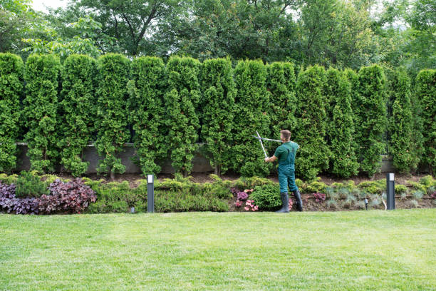 Best Lawn Watering Services  in Nice, CA