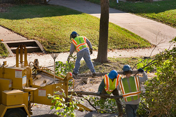 Best Tree and Shrub Care  in Nice, CA