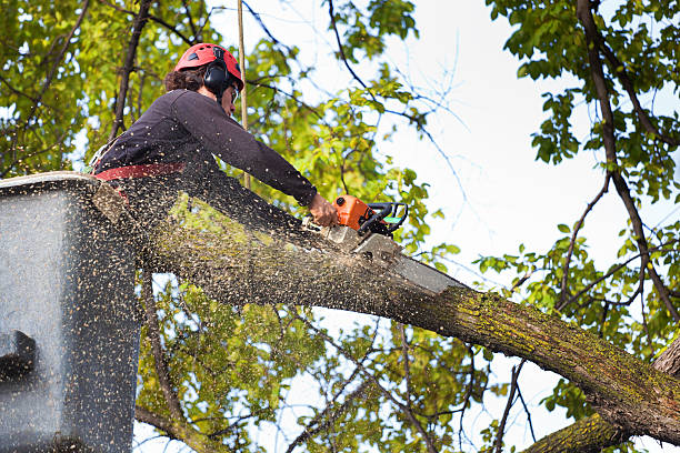 Best Tree Removal Service  in Nice, CA